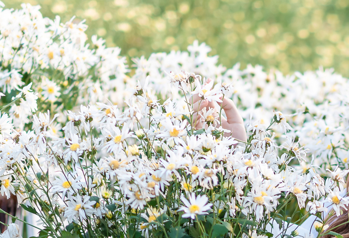 Cúc hoạ mi là loại hoa dễ trồng, thời gian nở khoảng vài tuần. Hoa màu trắng muốt, nhuỵ vàng, mang vẻ đẹp vừa hoang dại, vừa lãng mạn, được nhiều người yêu thích.