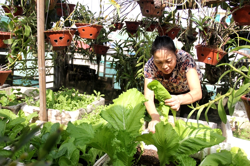 Bà Đỗ Thị Tuyết với vườn rau tự trồng trên sân thượng