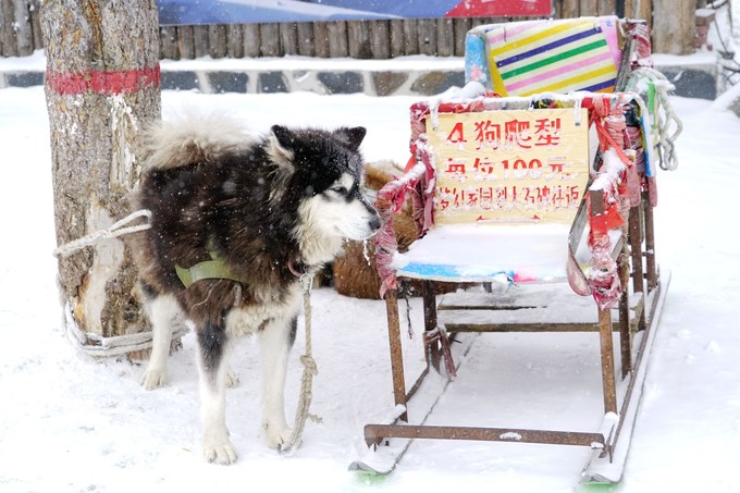 Làng tuyết thường đông khách vào sáng sớm, du khách có thể đến đây vào buổi trưa hoặc tối để tránh đông đúc. Ngoài tham quan, chụp ảnh bạn cũng có thể trải nghiệm một số dịch vụ như ngồi xe trượt tuyết do chó kéo. Ảnh: Xu Chang Qing.