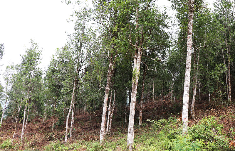 Diện tích trồng cây hồi mang lại nguồn thu tập trung cho người dân Đồng Văn