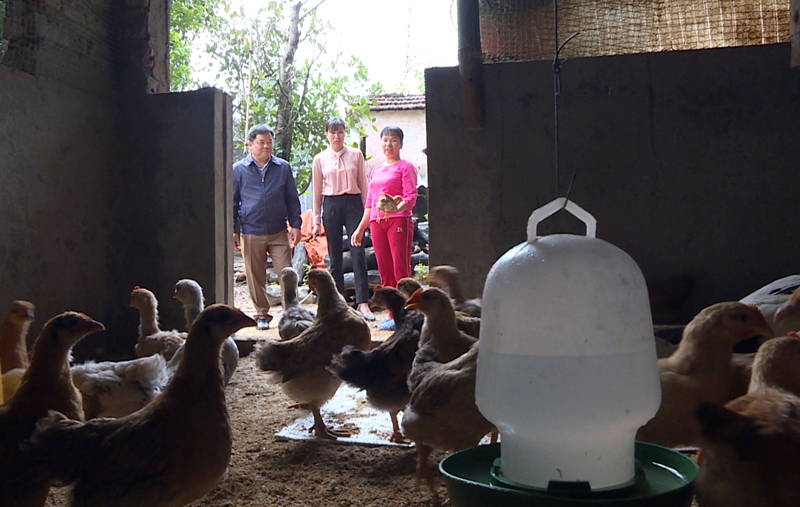Đàn gà giúp gia đình chị Phạm Thị Huệ phát triển kinh tế