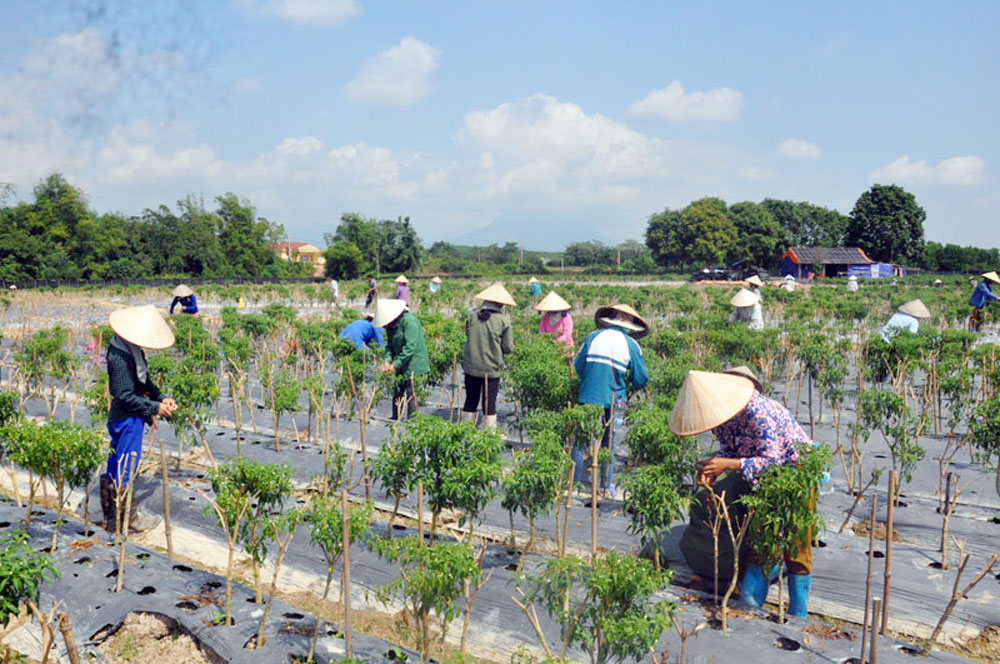 Sản xuất ớt xuất khẩu tại xã Đại Bình, huyện Đầm Hà.