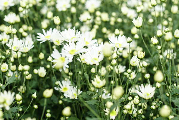 Cúc họa mi là tên gọi của loài hoa mang màu trắng thuần khiết thường nở vào trung tuần tháng 11. Năm nay, do thời tiết, loài hoa này nở muộn hơn so với những năm trước. Cúc họa mi lôi cuốn du khách thập phương cũng như nhiều bạn trẻ bằng vẻ đẹp tinh khôi.