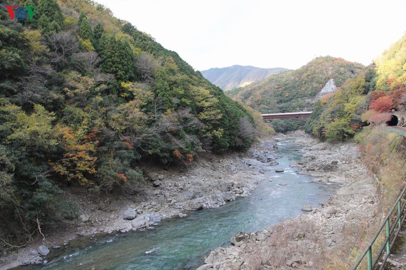 Khi đến thăm Kyoto, bên cạnh những nơi khác như các đền thờ, chùa, phố cổ, rừng tre,… bạn nên đi chuyến tàu đặc biệt này vào cuối tháng 10, đầu tháng 11 để ngắm vẻ đẹp tuyệt vời của thiên nhiên, để trải nghiệm những sắc thái rực rỡ của mùa thu.