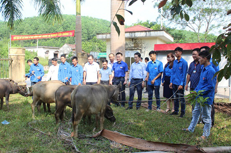 Tỉnh đoàn hỗ trợ trâu sinh sản cho đoàn viên có hoàn cảnh khó khăn ở xã Đồng Lâm (Hoành Bồ).Ảnh: Quang Tuyến (Hoành Bồ).