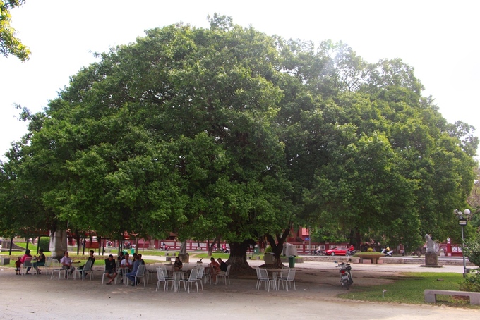 Cây xanh hơn 100 tuổi trong công viên Lý Tự Trọng có tán rộng với bán hính hơn 100 m2.  Đây là địa điểm nhiều người dân và du khách thường ra uống nước, cà phê ngắm dòng sông Hương.
