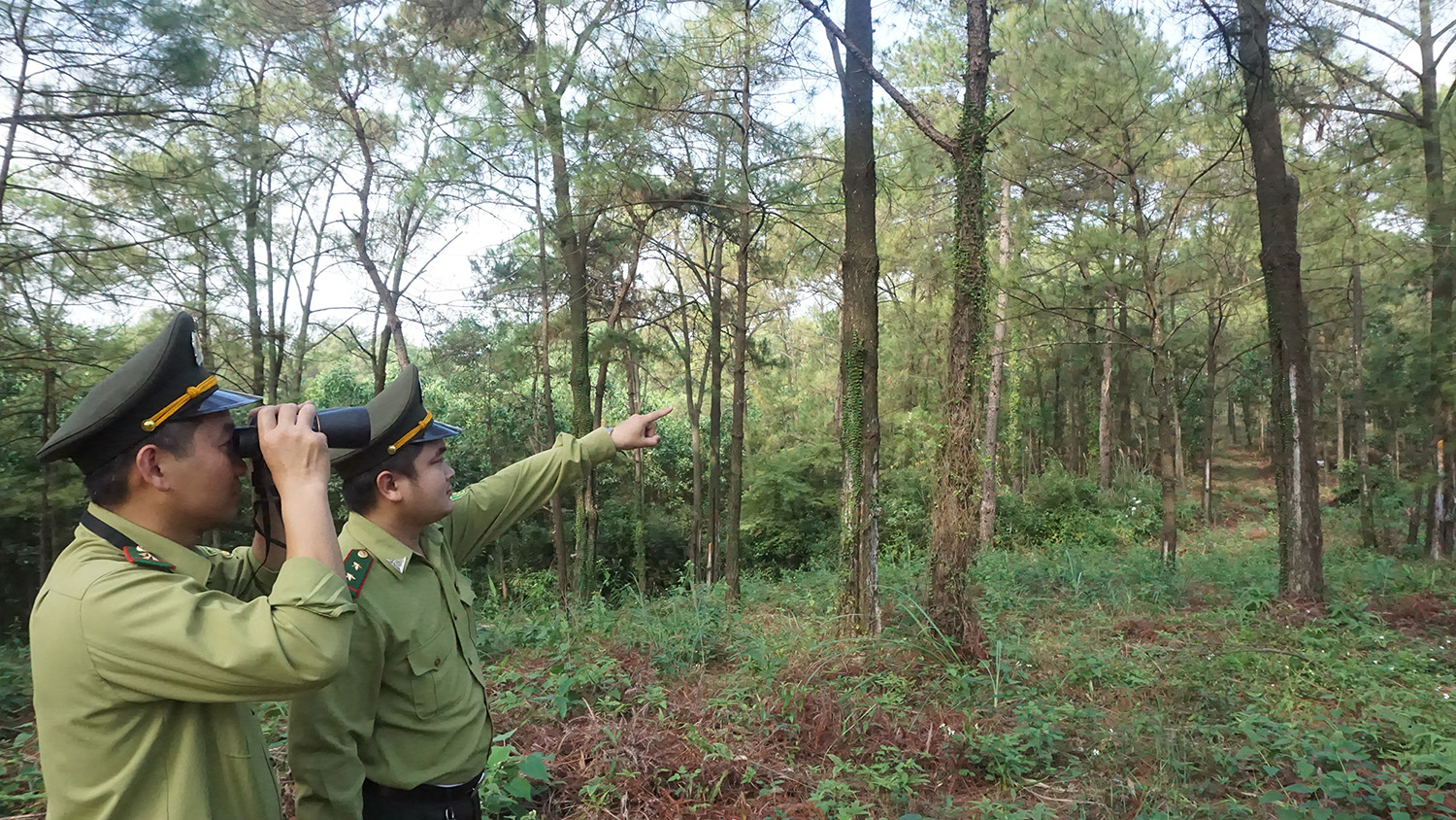 Lực lượng kiểm lâm huyện Hoành Bồ thực hiện công tác tuần tra, kiểm soát rừng tại khu vực rừng thuộc thôn Yên Mỹ, xã Lê Lợi (Hoành Bồ).