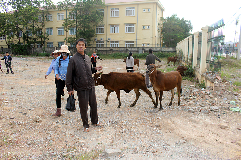 Đợt này có 15 hộ nghèo, cận nghèo của xã Hoàng Tân, Tiền An (TX Quảng Yên) được trao bò giống sinh sản.