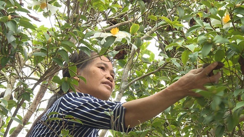Gia đình Bà Lý Thị Quý, ở thôn Đồng Long, xã Đồng Tâm năm nay thu hoạch 1 tấn hạt sở, cho thu nhập 20 triệu đồng. 