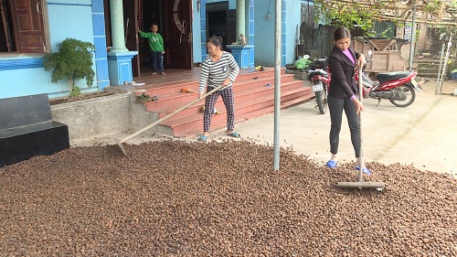 Gia đình Chị Hoàng Thị Hương, thôn Đồng Long, xã Đồng Tâm đang phơi khô hạt sở