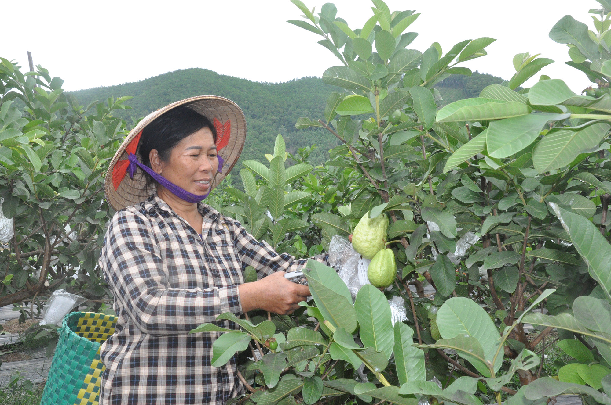 Mô hình trồng ổi gắn với du lịch sinh thái của hộ ông Ân Văn Kim.