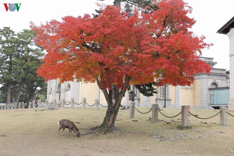 Đặc trưng lớn nhất của công viên Nara là những chú hươu nai lang thang tự do trong khắp nơi.