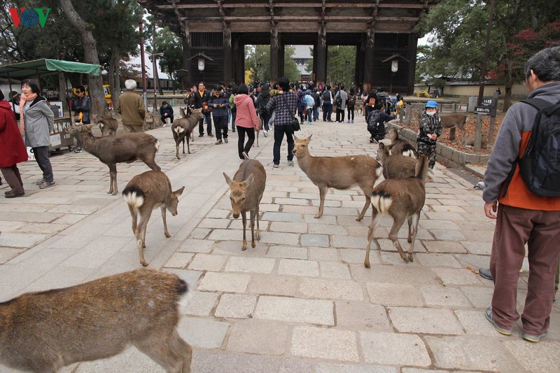 Tuy rất dạn dĩ với con người nhưng chúng vẫn là những động vật hoang dã và là di sản thiên nhiên quốc gia với tên gọi hươu Nara.