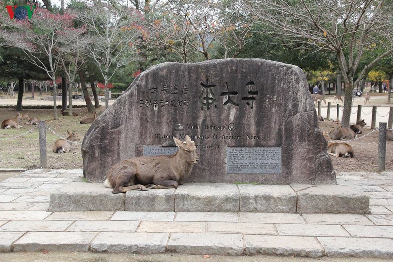 Hươu, nai sống trong công viên Nara vốn được coi trọng từ thời cổ đại dưới danh nghĩa là các sứ giả của đền Kasuga-taisha. Ngày nay, chúng không còn được tôn thờ như trước nữa, nhưng đối với người dân thành phố Nara, nai vẫn được yêu quý, trân trọng và bảo vệ.