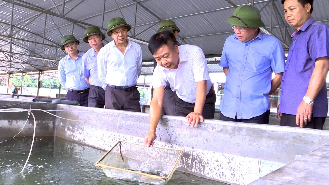Ông Nguyễn Danh Thuyên, Giám đốc Công ty TNHH MTV Châu Thành giới thiệu mô hình nuôi cá giống tại trang trại.