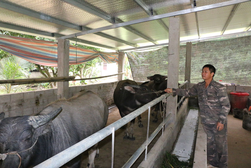 Tháng 10/2019, ông Nguyễn Văn Trọng đã đầu tư hơn 600 triệu đồng xây chuồng trại, bắt 19 con trâu về chăn nuôi thử