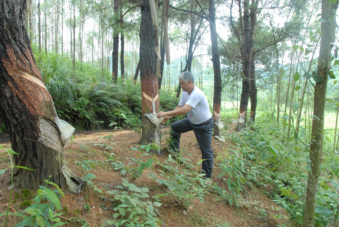 Ông Nình A Cun (thôn Khe Lục, xã Đại Dực) kiểm tra rừng thông lấy nhựa của gia đình.