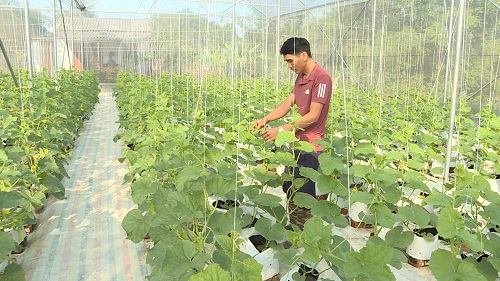 Anh Trương Thế Đô,  thôn Làng Y, xã Đại Bình đang chăm sóc vườn dưa lưới của gia đình