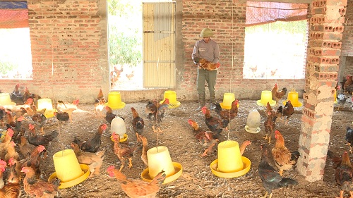 Nhờ nguồn vốn Quỹ Hỗ trợ nông dân, gia đình Ông Cao Văn Thắng đầu tư phát triển mô hình nuôi gà thương phẩm cho hiệu quả kinh tế cao