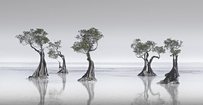 “Dancing Mangroves” (tạm dịch Vũ điệu rừng ngập mặn) của tác giả Wong Choon Keat vào top 5 ảnh đẹp thể loại Thiên nhiên và Phong cảnh, hạng mục Nghiệp dư.