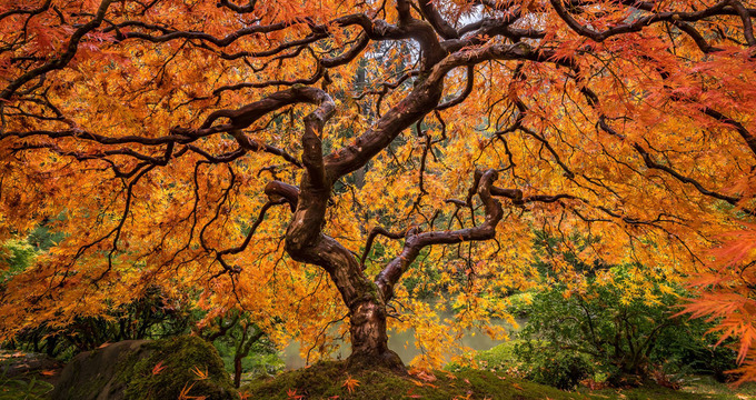 Tác phẩm “The Veins of a Tree” (Những mạch máu của cây) của tác giả Tim Shield xếp thứ 8 tại thể loại Thiên nhiên và Phong cảnh, hạng mục Mở rộng.