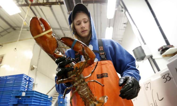Nhân viên tại công ty The Lobster ở thị trấn Arundel, bang Maine, Mỹ đặt tôm hùm vào thùng để xuất khẩu sang Trung Quốc hồi tháng 9/2018. Ảnh: AP.