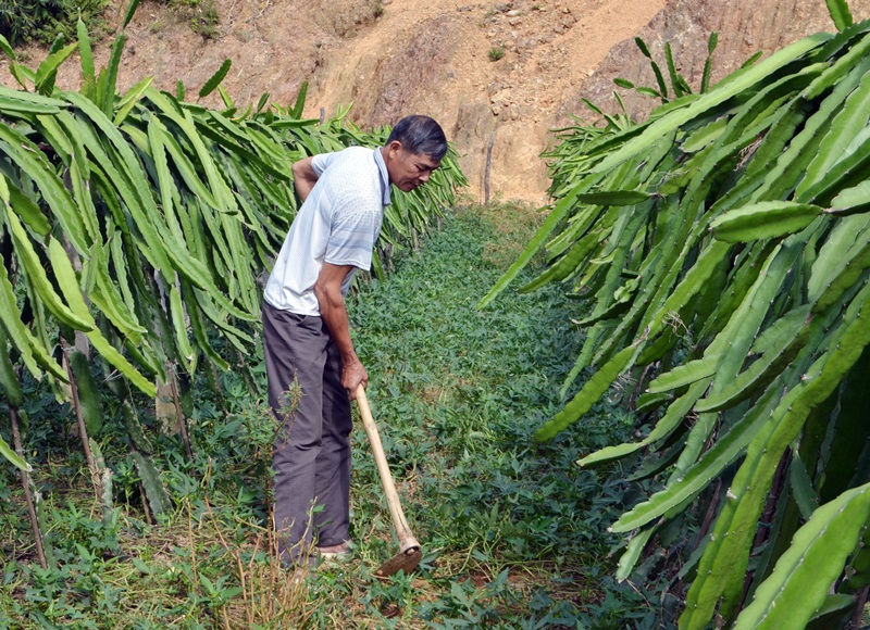 CCB Hà Văn Huyên ở thôn Nam Hả Ngoài, xã Nam Sơn (huyện Ba Chẽ) chăm sóc vườn thanh long sau khi hoàn thành thu hoạch.