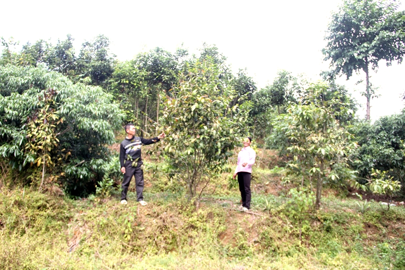 Những cây trà hoa vàng được trồng xen lẫn với nhiều loại cây ăn quả khác tại đồi cây nhà ông Lò A Tràn