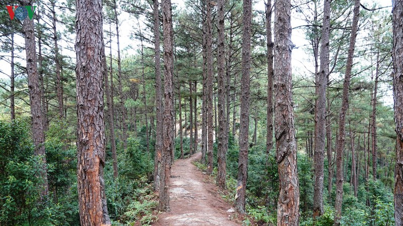 Những rừng thông tuyệt đẹp với những lối mòn quanh co.