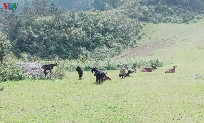 Những bãi chăn thả gia súc tươi xanh.
