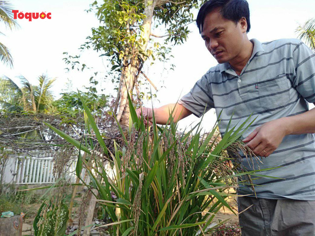 Bị thất truyền từ bao đời nay, giống lúa nếp than đã được ông Nguyễn Hữu Hán – Bí thư Đảng uỷ xã Ngân Thuỷ tìm về trồng thử nghiệm trong chậu, nay đã được áp dụng sản xuất đại trà cho hiệu quả kinh tế cao.