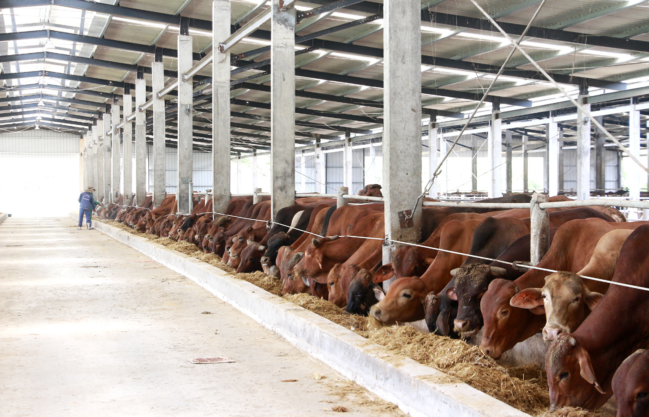 Chăn nuôi bò thương phẩm tại xã Quảng Nghĩa (TP Móng Cái) của Công ty TNHH Phú Lâm