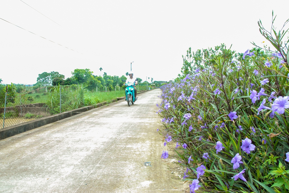 Tuyến đường trục thôn 4, xã Quảng Minh (huyện Hải Hà) được xây dựng thành tuyến đường hoa nông thôn mới.