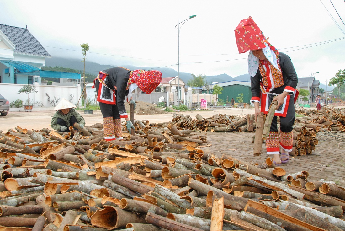 Nhờ chăm chỉ lao động, nhiều hộ dân thôn Cửa Khẩu, xã Hoành Mô (huyện Bình Liêu) có thu nhập khá nhờ cây quế - loại cây kinh tế của vùng cao Bình Liêu.