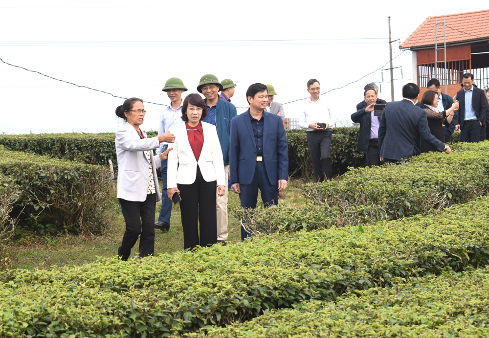 Bà Hà Ngọc Quỳnh (ngoài cùng bên trái) đang trinh bày với các lãnh đạo tỉnh và huyện Hải Hà về phát triển vùng chè của doah nghiệp