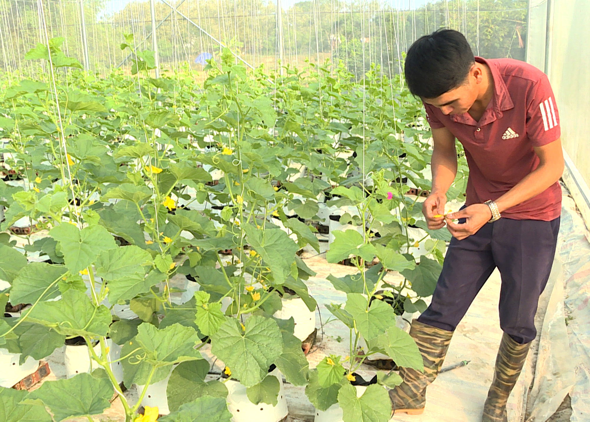 Anh Trương Thế Đô, thôn Làng Y, xã Đại Bình, huyện Đầm Hà đang chăm sóc cây dưa lưới.
