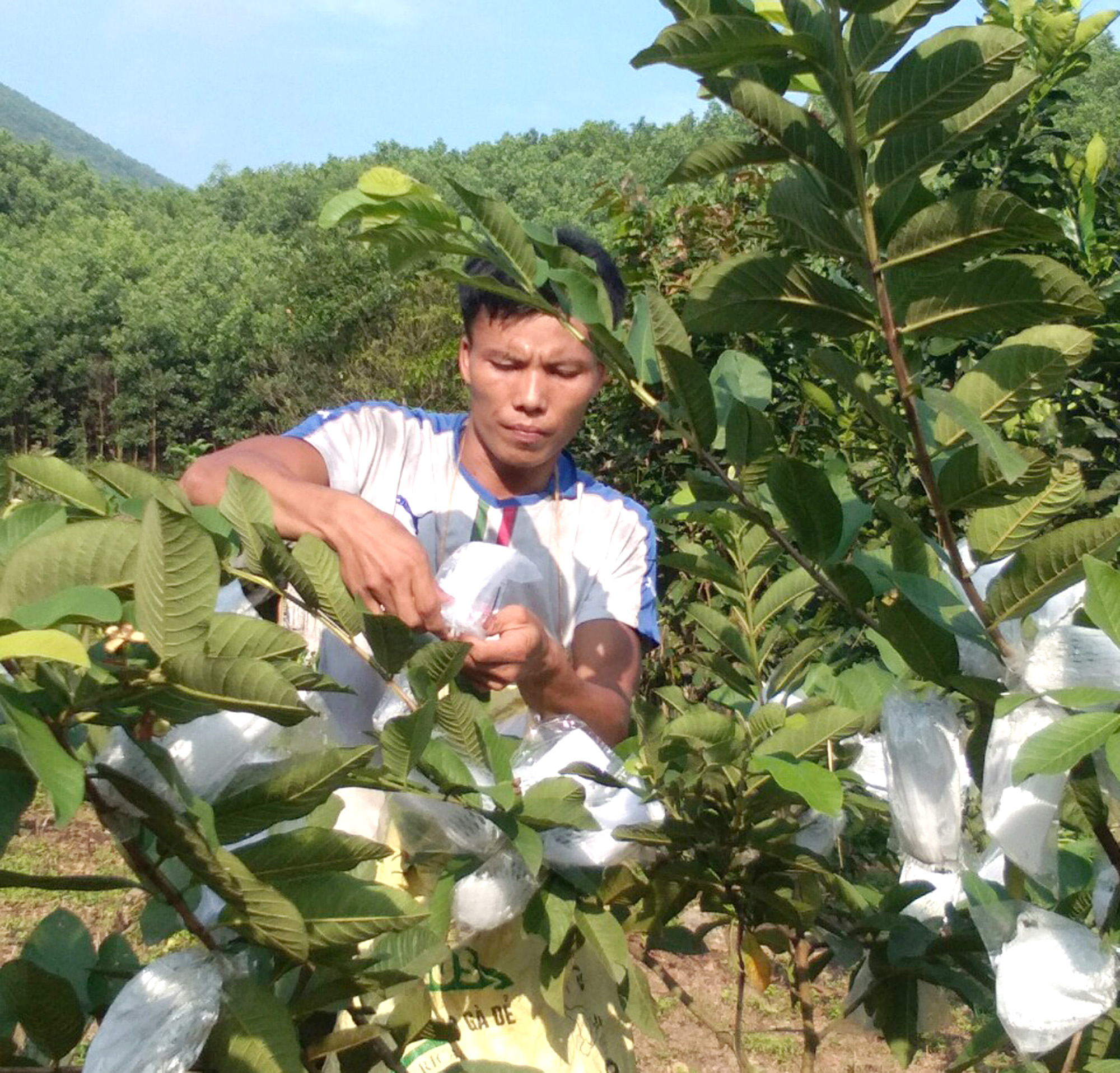 Vườn ổi bốn mùa xanh tươi của anh Đặng Văn Sồi, Thôn Làng Han, xã Đồn Đạc, huyện Ba Chẽ.