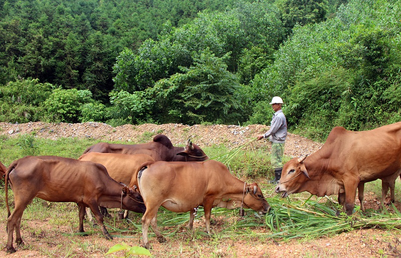 Mô hình chăn nuôi bò của ông Đinh Văn Bảo, phu phố 2, thị trấn Ba Chẽ đã giúp gia đình ông thoát nghèo (Ảnh chụp tháng 10/2019).
