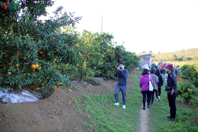 Những vườn cam vàng rực cũng là điểm đến hấp dẫn tại Mộc Châu.