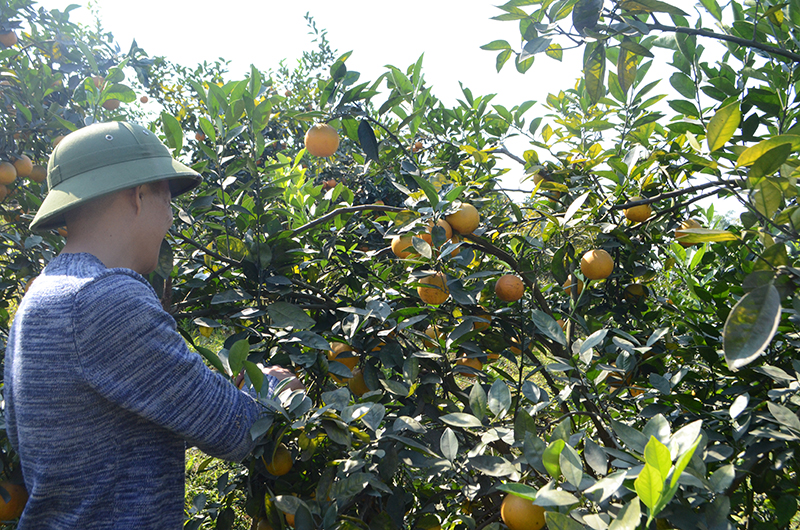 Vườn cây ăn quả của gia đình Lý Hồng Thêm, thôn Đồng Mậu cho thu nhập cao.
