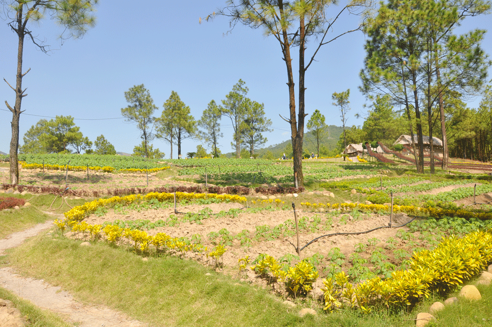 Công viên hoa Yên Trung Lake do tư nhân đầu tư, là điểm check-in hấp dẫn du khách 