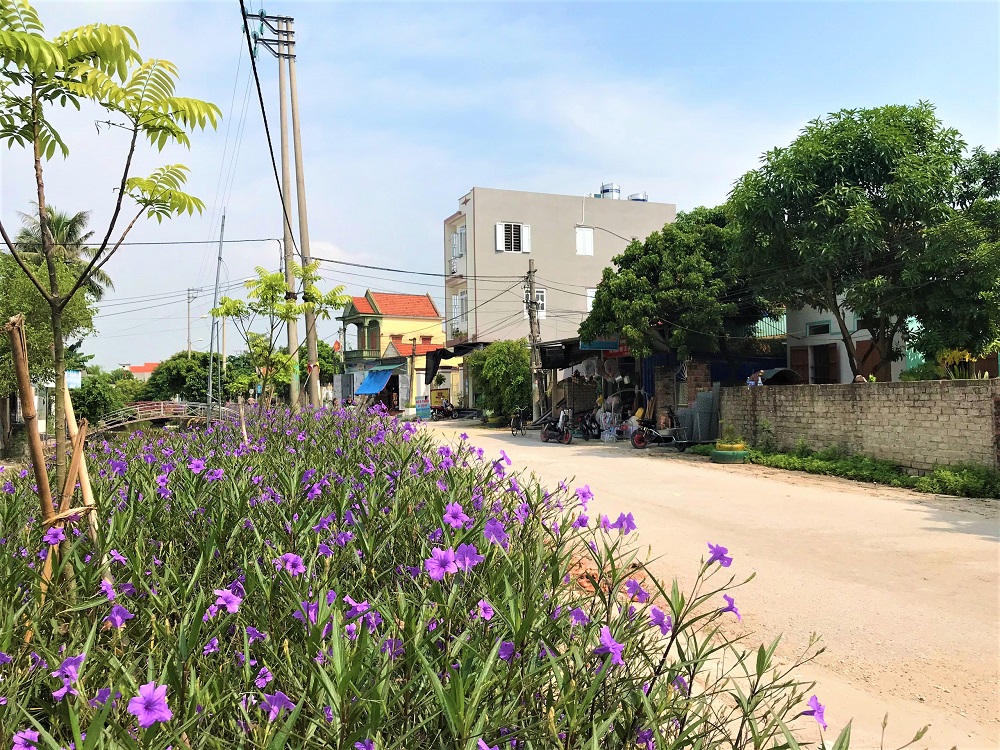 Con đường NTM khang trang, đầy hoa chiều tím hai bên của xã Liên Vị, TX Quảng Yên.