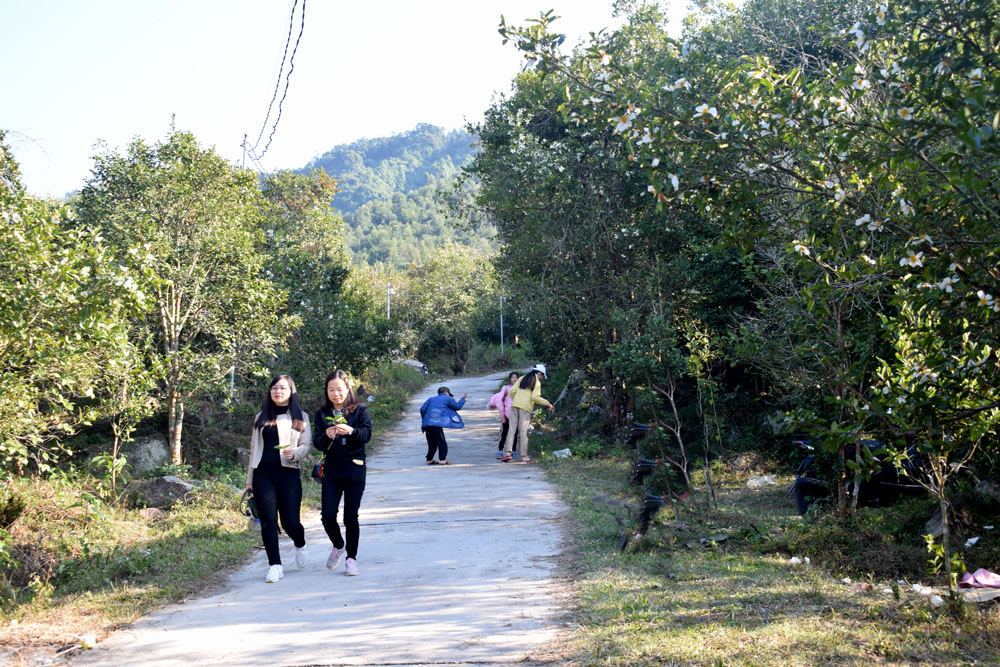Con đường thôn Đồng Long, xã Đồng Tâm, huyện Bình Liêu rực rỡ hoa sở vào cuối năm