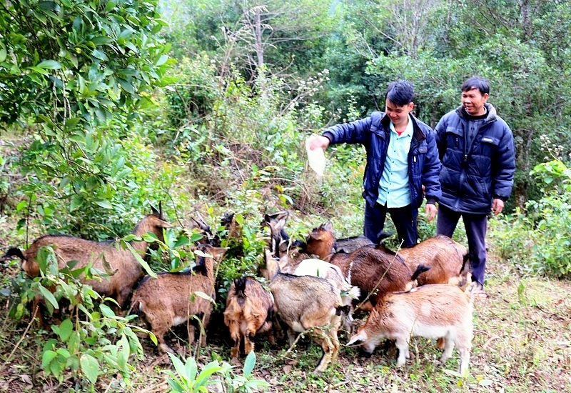 Mô hình chăn nuôi dê bán hoang dã của đảng viên trẻ Chíu Văn Thoòng, thôn thôn Khe Coóc, xã Tình Húc (Bình Liêu) là một trong những mô hình phát triển sản xuất cho thấy hiệu quả thực tế, 