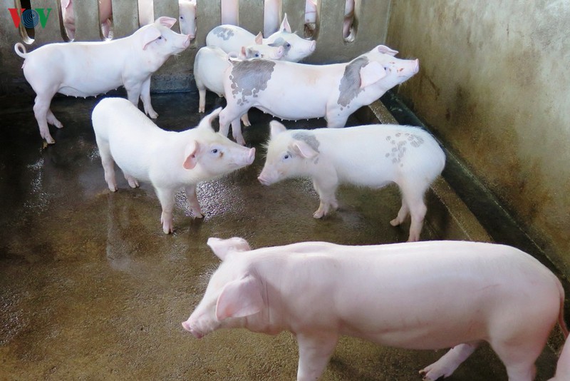 Giá tăng cao, nguồn cung thịt lợn hơi khan hiếm, nhất là trong thời điểm cận kề Tết dương lịch, Tết Nguyên đán.