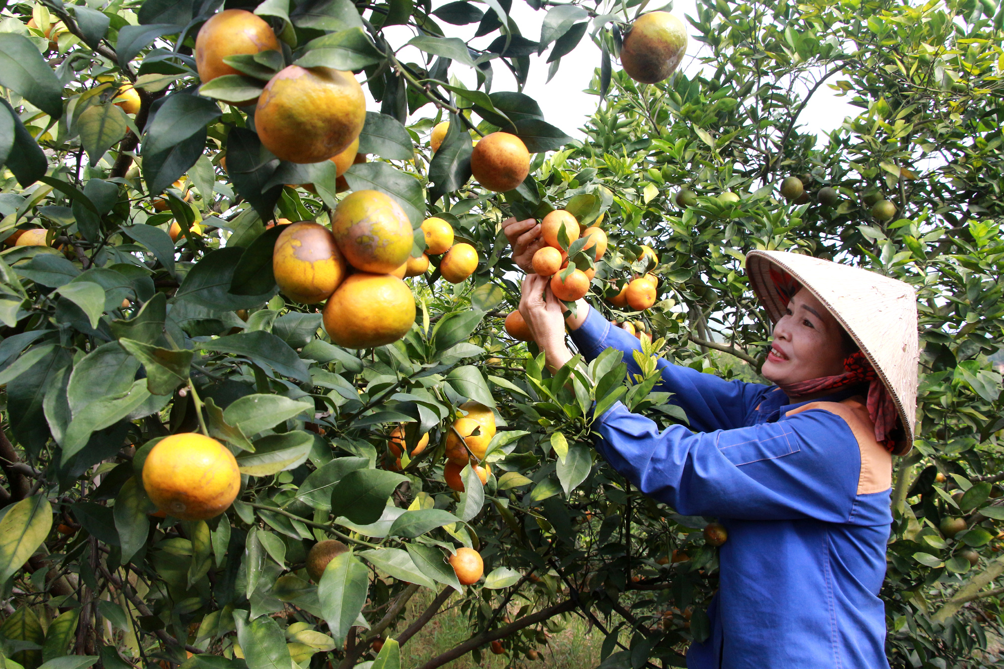 Trang trại trồng cam của gia đình chị Trịnh Thị Ngoan, khu 8, thị trấn Trới (Hoành Bồ). Ảnh: Mạnh Trường
