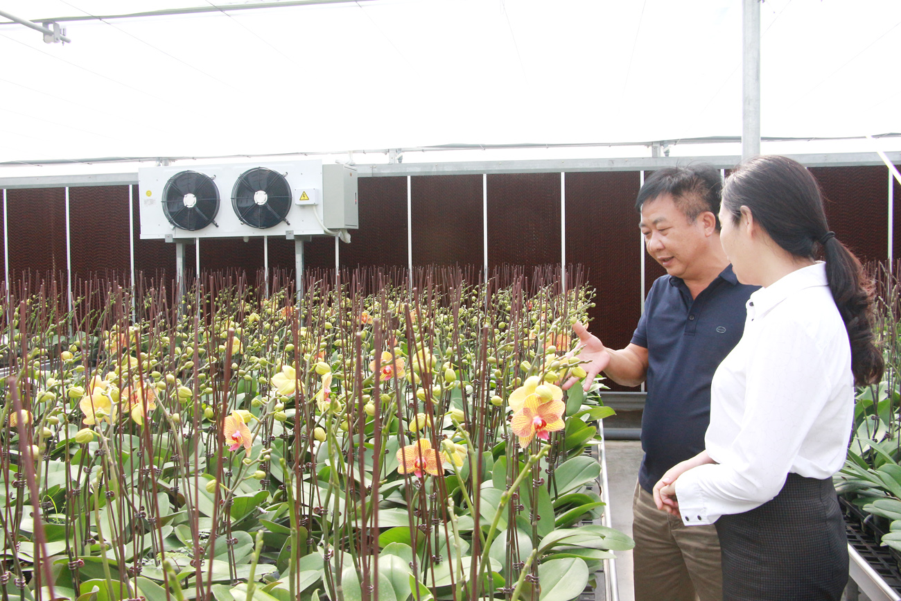 Trang trại hoa lan hồ điệp của gia đình anh Nguyễn Danh Thuyên, thôn Đè E, xã Lê Lợi đang chờ để bán phục vụ Tết Nguyên đán 2020.