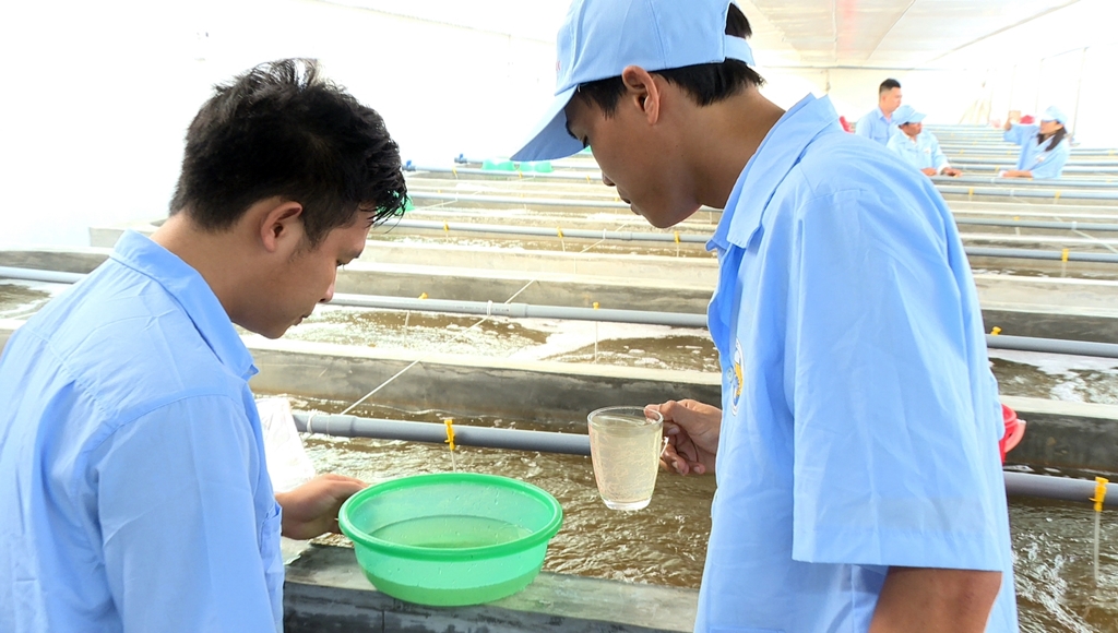  Tập đoàn Việt - Úc tại khu sản xuất tôm giống xã Tân Lập, huyện Đầm Hà