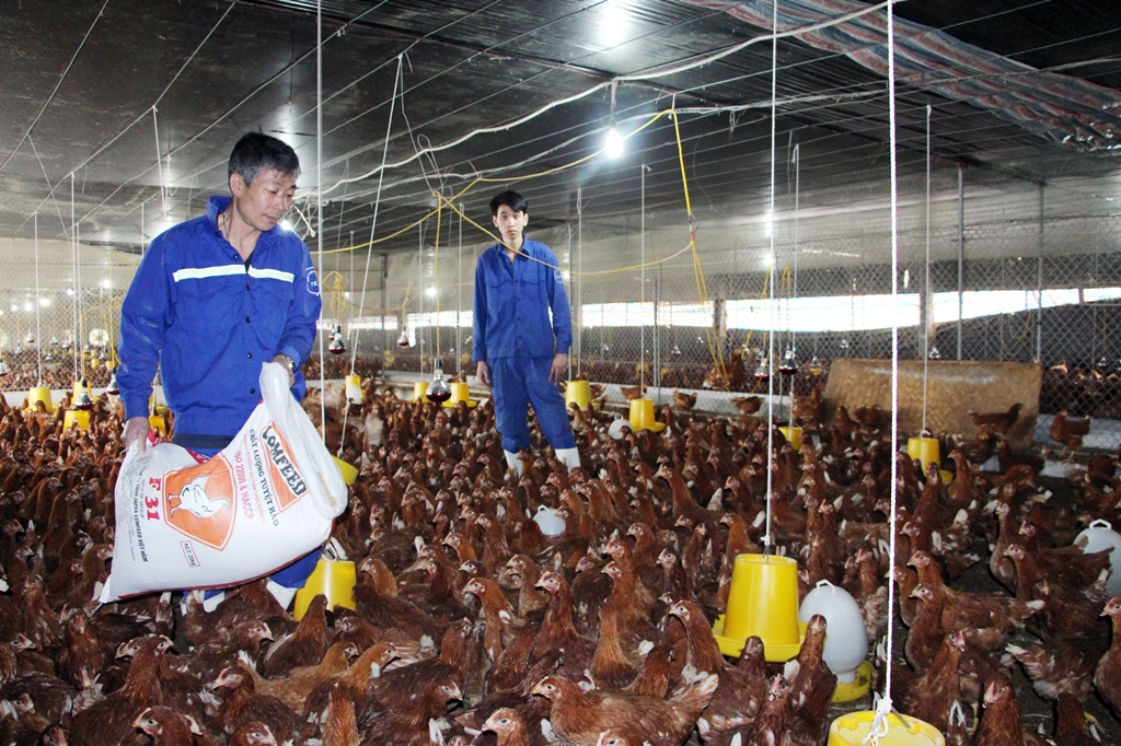 Chăn nuôi gà tại Công ty CP Khai thác khoáng sản Thiên Thuận Tường (TP Cẩm Phả).
