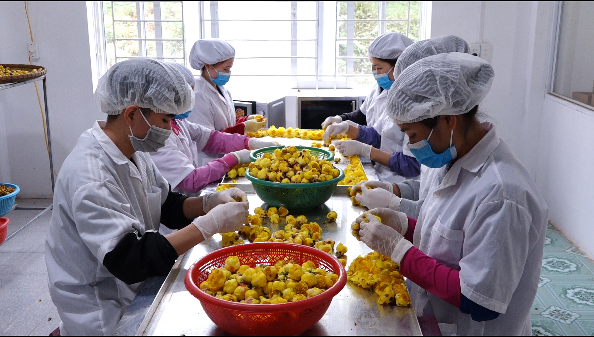 Công nghệ sấy lạnh trà hoa vàng được cơ sở sản xuất của anh Nịnh Văn Trắng, xã Đạp Thanh, huyện Ba Chẽ áp dụng nhằm giảm tốt thất sau thu hoạch.